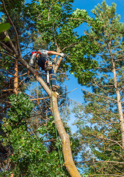 Arborist Trimming Down a Tree - Photo, Image