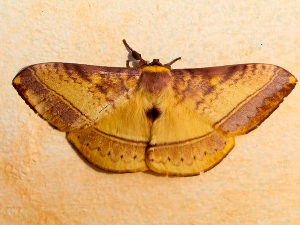 Mariposa nocturna de color marrón o polilla perteneciente al grupo parafilético de insectos, orden Lepidoptera - Foto, imagen
