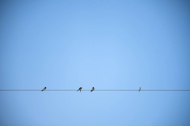 Птицы на электрическом проводе с голубым небом. - Фото, изображение