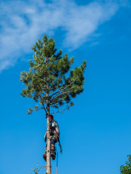 Arborista recortando un árbol
 - Foto, Imagen