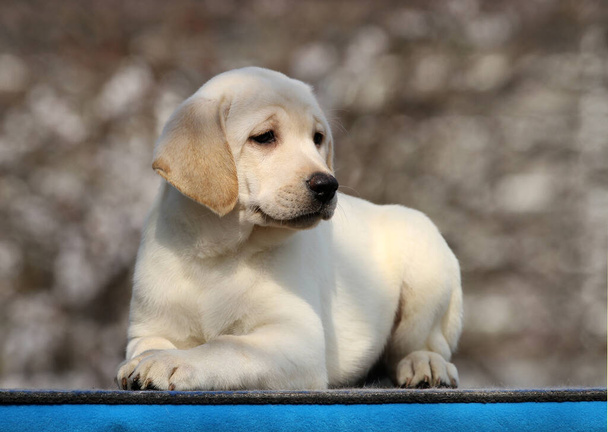 un lindo perrito labrador sobre un fondo azul - Foto, imagen
