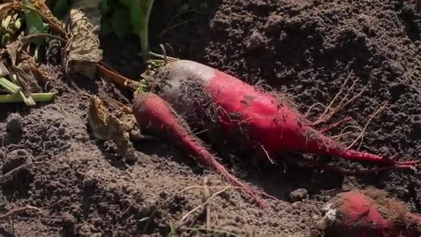 remolachas yacían en el suelo recogiendo remolachas cosechan los agricultores - Metraje, vídeo