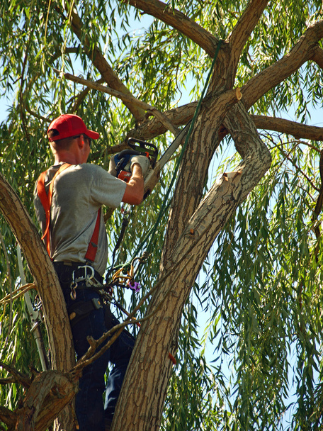 Арборист рубит дерево
 - Фото, изображение