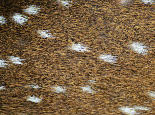 Texture of real axis deer fur - Photo, Image
