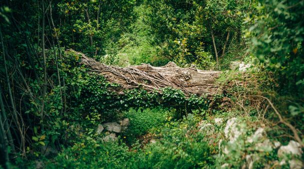 El tronco caído de un gran árbol en un sendero forestal sobre un fondo de arbustos verdes y hierba. - Foto, imagen