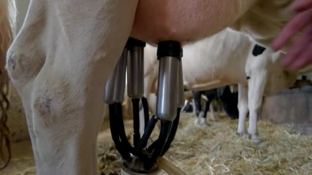 mão destaca máquina de ordenha úbere de vaca branca
 - Filmagem, Vídeo