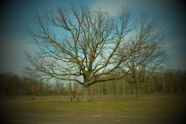 Ein schöner, weit verzweigter Baum in der Ebene. Landschaft. Vignette. - Foto, Bild