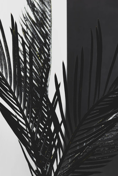 Abstract background of black painted cycad leaves in front of the black and white background. Leaf in center is in camera focus - Photo, Image