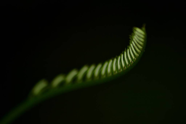 detale de helecho, close up helecho, verde, contraste, embryophyta - Photo, Image