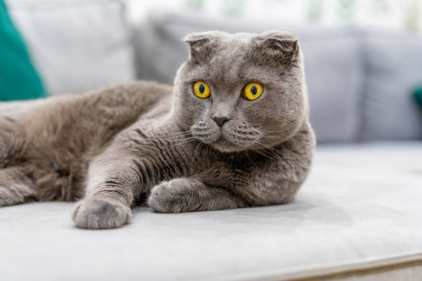 A large grey British cat is lying on the sofa in a modern interior - Fotografie, Obrázek