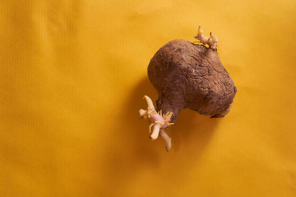ugly plain potatoes with sprouts on yellow background. High quality photo - Photo, Image