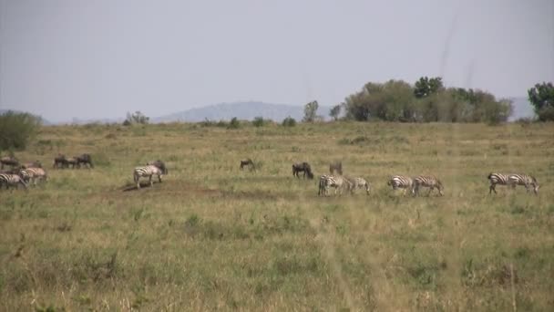 Grant 's Zebra and Blue Wildebeest, Masai Mara, Kenya - Кадры, видео