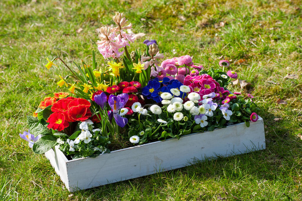 Spring flowers in wooden box - Photo, Image