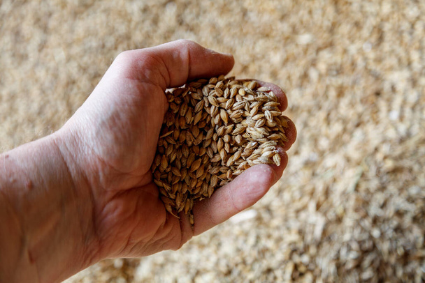 Left hand holding a handful of grain cereal against a background of golden grain - Foto, Imagem