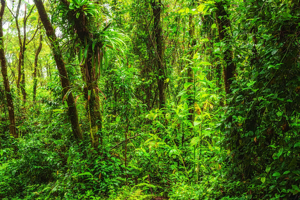 Orta Amerika, Kosta Rika 'daki tropikal yağmur ormanlarına bakın. - Fotoğraf, Görsel