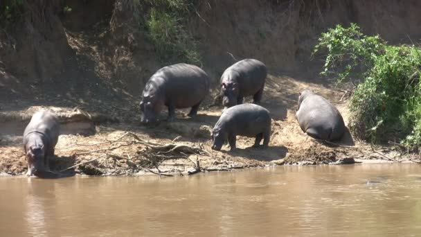 Hippo, Masai Mara, Kenya - Felvétel, videó