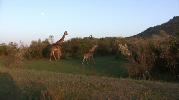 Masai Giraffes, Masai Mara, Kenya - Footage, Video