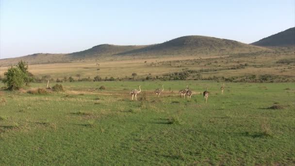 Osztrich, Masai Mara, Kenya - Felvétel, videó