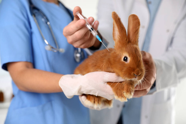 Professional veterinarians vaccinating bunny in clinic, closeup - 写真・画像