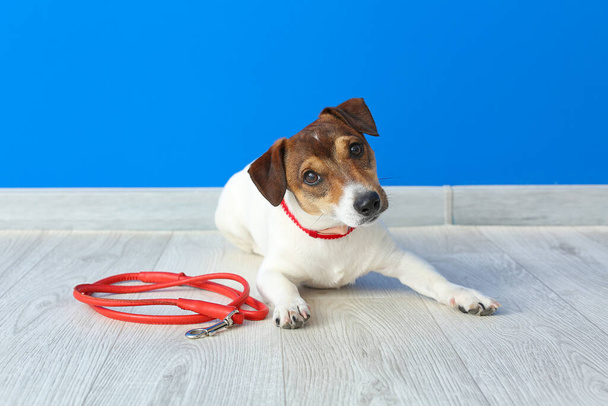 Cute Jack Russel terrier with lead indoors - Photo, Image