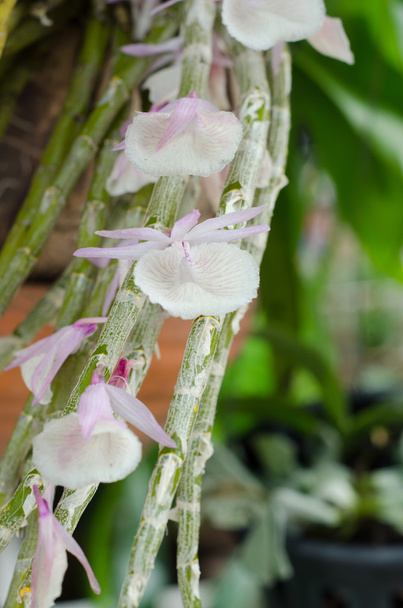 Orquídea de dendrobio
 - Foto, Imagen
