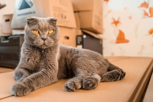 Conceito do dia comovente. Gato britânico cinzento sentado em caixas de papelão em um novo quarto para crianças, o conceito de mover ou reparar um apartamento
 - Foto, Imagem