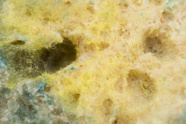 Rhizopus (molde de pan) es un género de hongos saprofitos comunes, macrofoto - Foto, Imagen