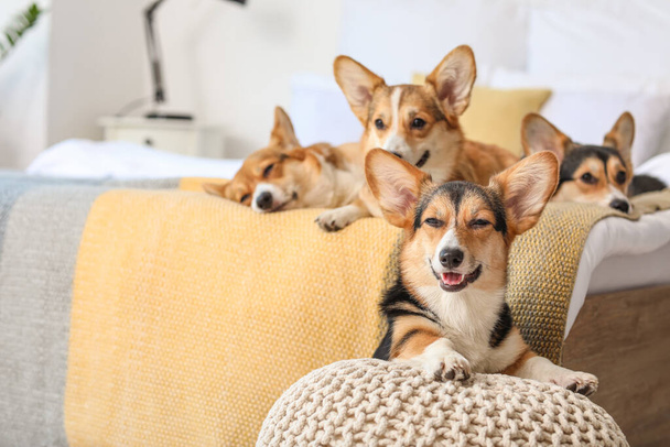 Cute corgi dogs in bedroom at home - Photo, Image