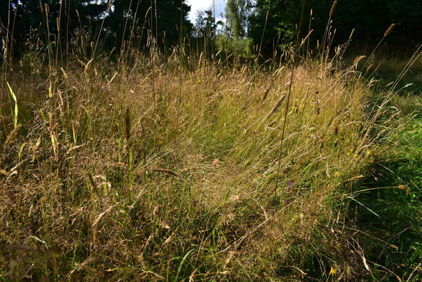 herbe de champ en Août au soleil - Photo, image