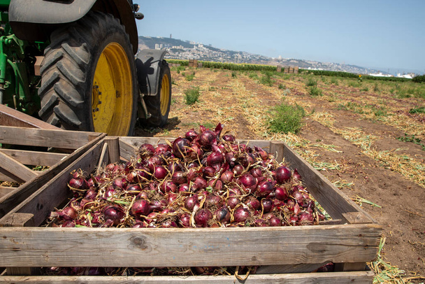 Fresh Harvested Red Onions in a Wooden Crates. Tractor wheel and agriculture field in the background. - Photo, Image