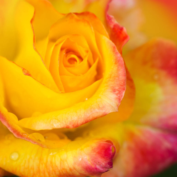Κίτρινο τριαντάφυλλο κοντά με σταγόνες νερού.Κάρτα γενεθλίων. - Φωτογραφία, εικόνα
