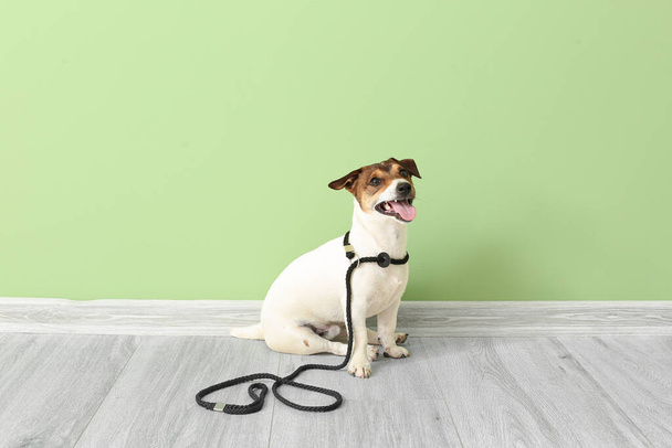 Lindo Jack Russel terrier con plomo en interiores - Foto, Imagen