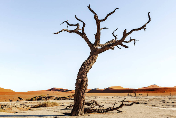 ナミビアのナミビア国立公園のソススススススヴレイ近くのナミビア砂漠の砂丘のパノラマビュー. - 写真・画像