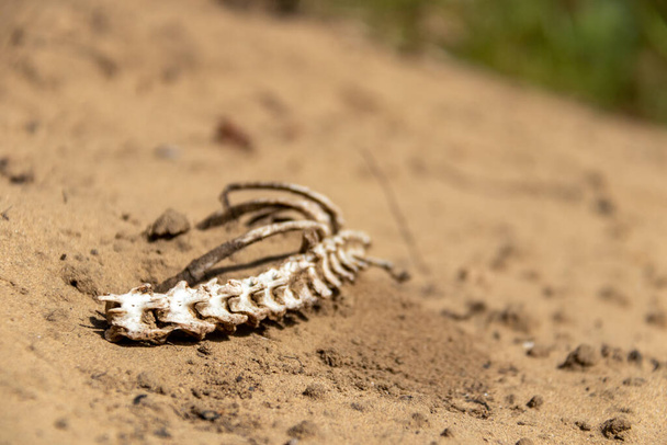 Gebleichte Knochen in Wüstenlandschaft - Foto, Bild