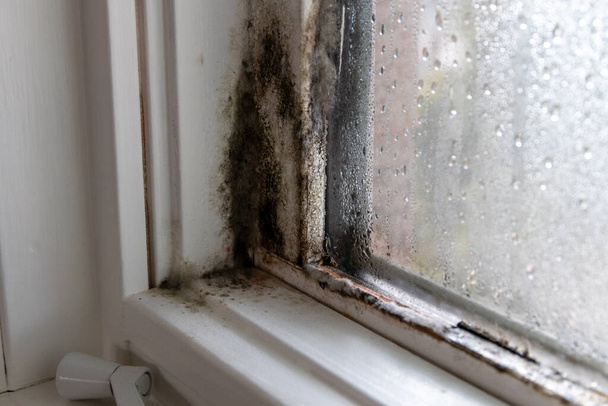 Molde húmedo y hongo en ventana y marco - Foto, imagen