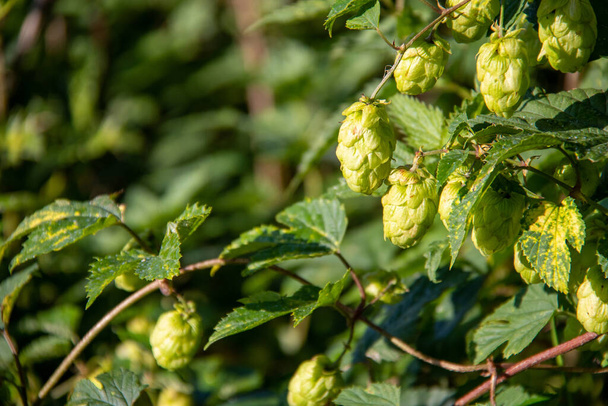 Wild hops plant in agricultural field - Photo, Image