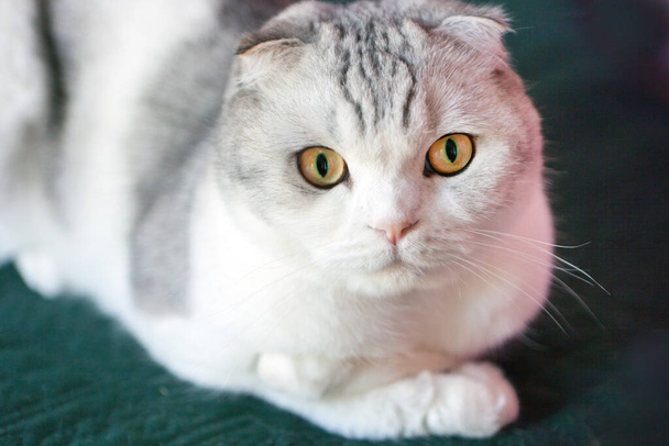 Скоттиш Фолд Кэт с круглым лицом. Портрет удивлённого шотландского складного кота с большими глазами. Кошачьи желтые глаза. - Фото, изображение