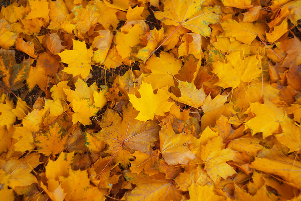 Folhagem de bordo amarelo deitado no chão na temporada de outono com foco seletivo
 - Foto, Imagem