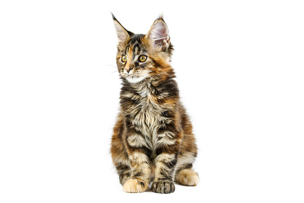 Tortoiseshell Maine coon kitten, isolado. Gato de maine-casulo bonito no fundo branco. Pequeno gato de raça pura engraçado com cor de tartaruga. Tiro de estúdio, recortado para design ou publicidade. - Foto, Imagem