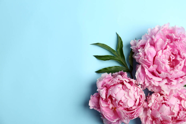 Beautiful peonies on light blue background, flat lay. Space for text - Foto, imagen