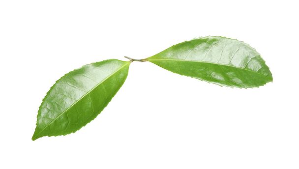 Green leaves of tea plant isolated on white - Zdjęcie, obraz