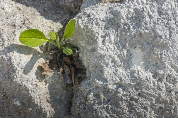 pianta verde su una crepa rocciosa in primavera e sole - Foto, immagini