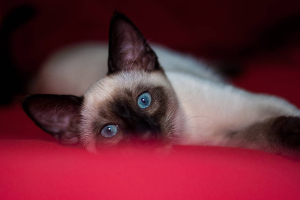 hermoso siamés gato tendido en un rojo manta - Foto, Imagen