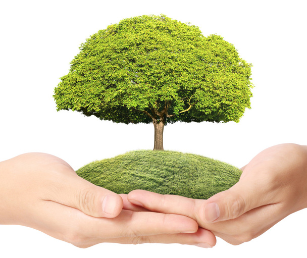 v ruce drží Zelený strom - Fotografie, Obrázek