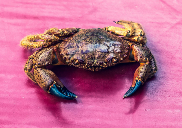 Boiled crab. The seafood is fresh. Larger claws. Summer. Day. Georgia. - Photo, Image