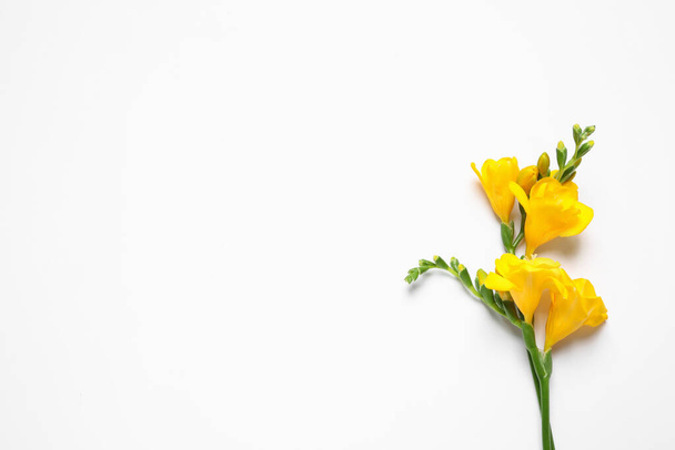 Beautiful blooming yellow freesias on white background, top view. Space for text - 写真・画像