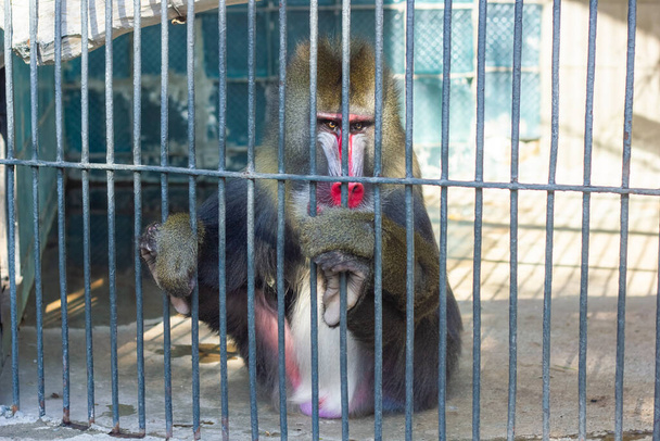 o macaco no zoológico, o macaco na gaiola
 - Foto, Imagem