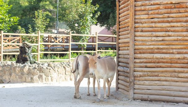 bruine paarden die gras eten in de dierentuin - Foto, afbeelding