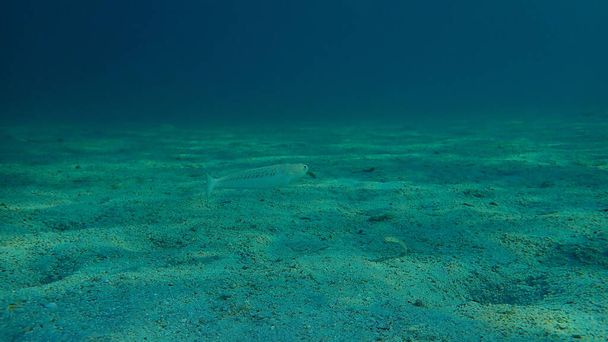 より大きな重さ（トラチヌス・ドラコ）海底、エーゲ海、ギリシャ、ハルキディキ - 写真・画像
