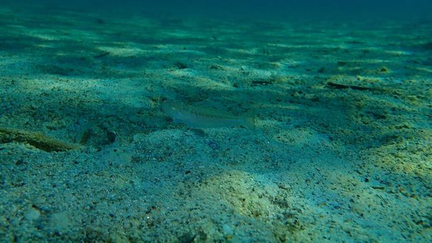 Greater weever (Trachinus draco) под водой, Эгейское море, Греция, Халкидики - Фото, изображение